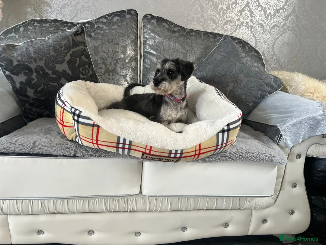 Schnoodle dogs for sale: Schnoodle puppies for sale  - Advert 2