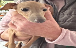 Italian Greyhound dogs for sale: Cream and fawn collection of autumn beauties  - Advert 17