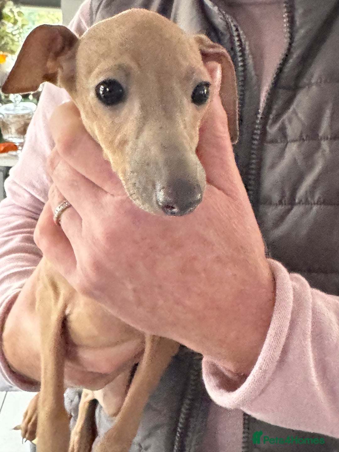 Italian Greyhound dogs for sale: Cream and fawn collection of autumn beauties  - Advert 17