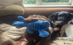 Cockapoo dogs for sale: 2 Year old Chocolate boy for rehoming - Image 6