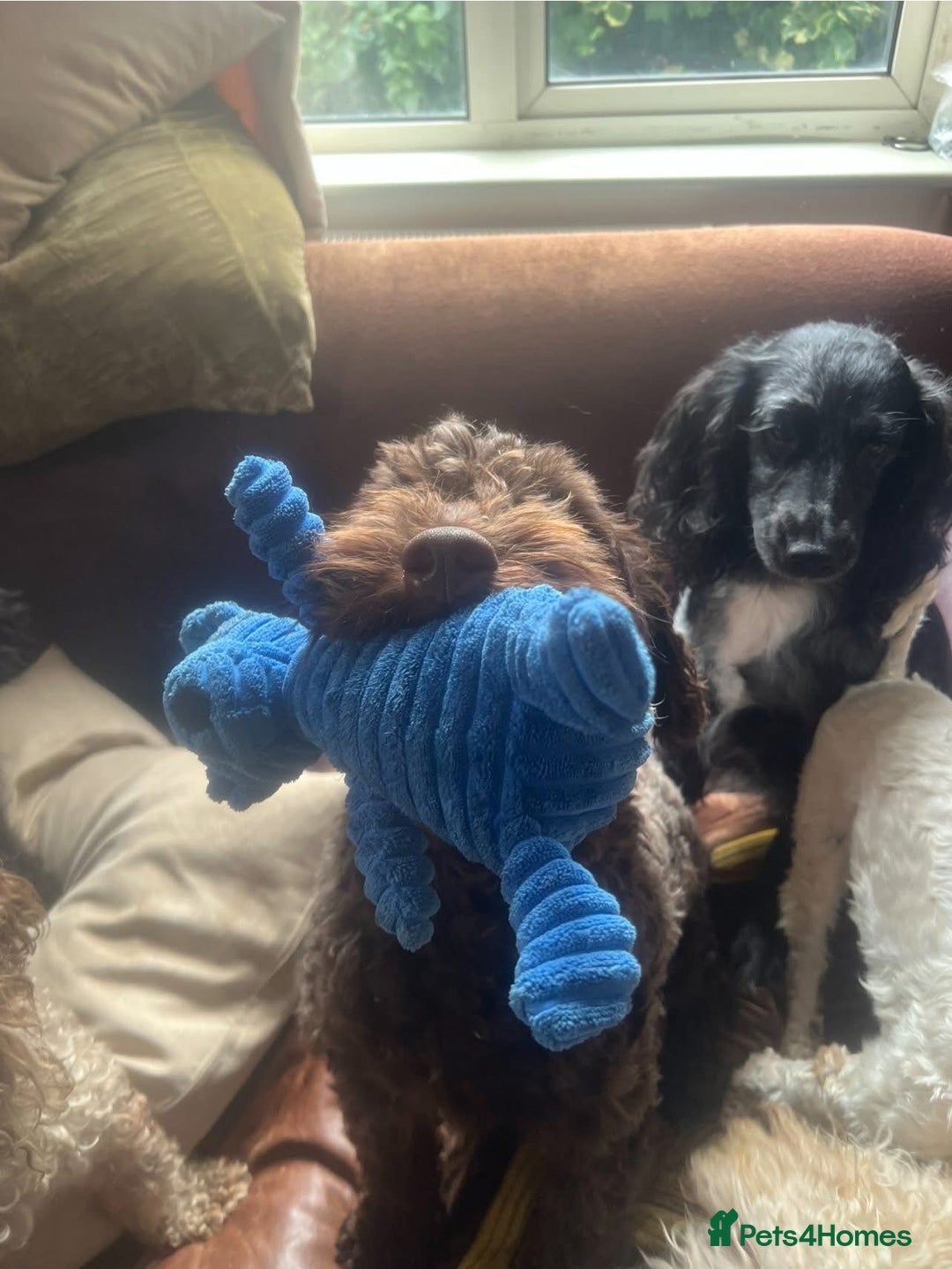 Cockapoo dogs for sale: 2 Year old Chocolate boy for rehoming - Image 6