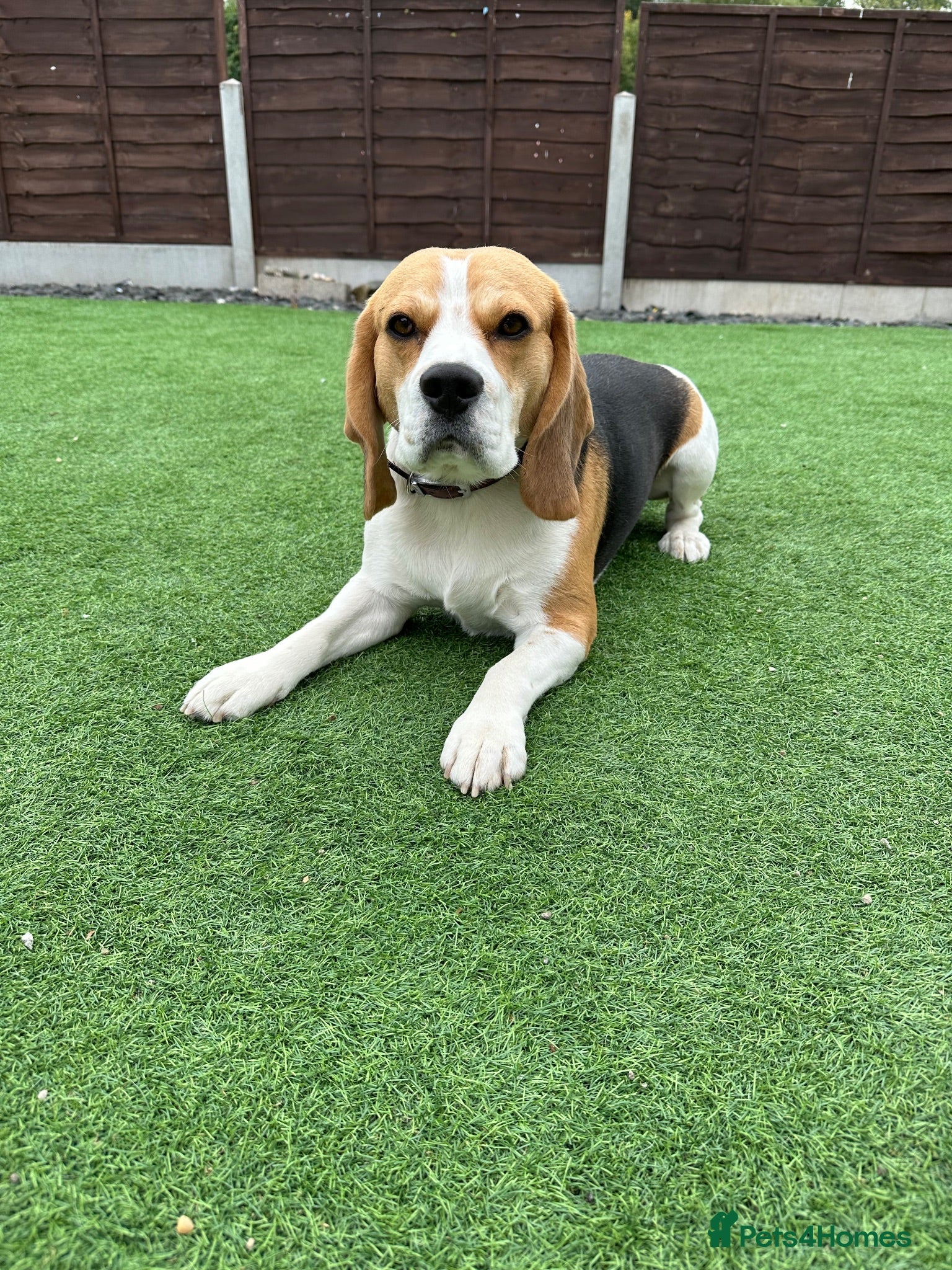 Beagle dogs KC Registered Beagle – experienced owners  - Advert 4
