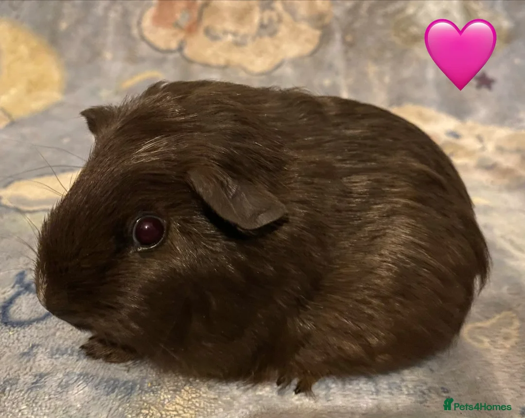 Guinea Pig rodents for sale: Gorgeous baby Guinea pigs - Advert 4