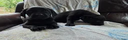 Labrador Retriever dogs for sale: Chocolate and black KC registered labrador pups - Advert 5