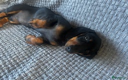 Miniature Dachshund dogs for sale: Miniature dachshund  - Image 4