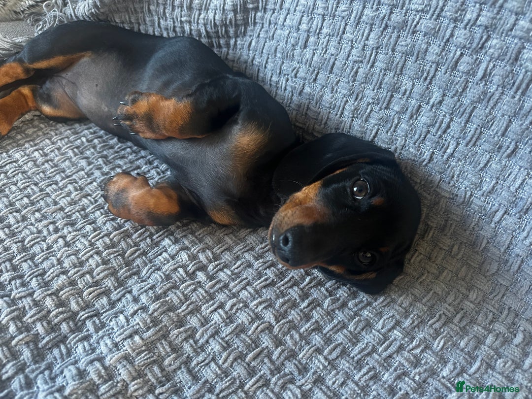 Miniature Dachshund dogs for sale: Miniature dachshund  - Image 4
