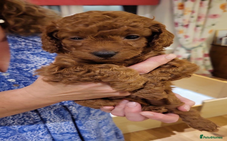 Cockapoo dogs - Advert 3