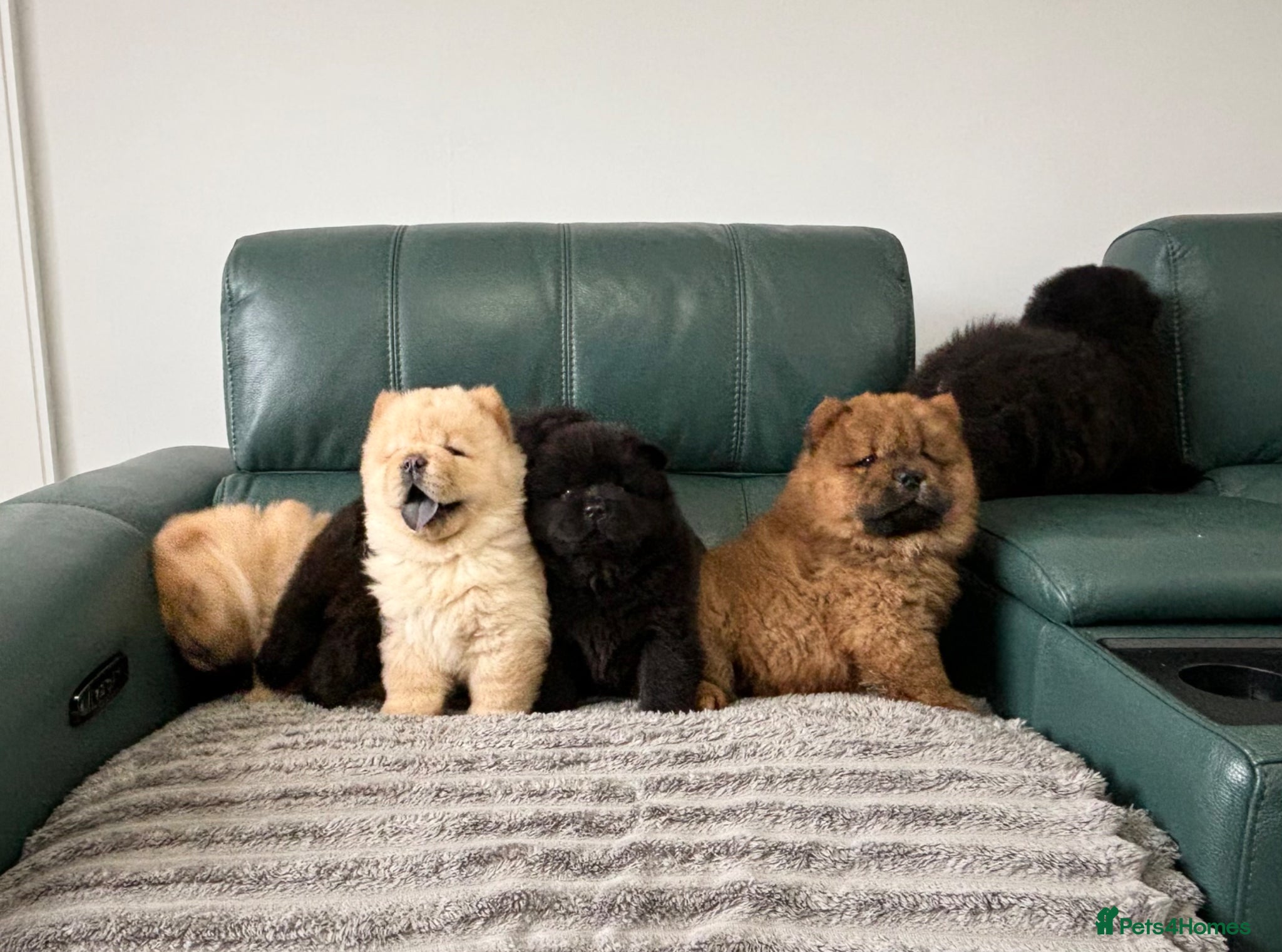 Chow Chow dogs for sale: Kc Registered chowchow pups - Advert 1