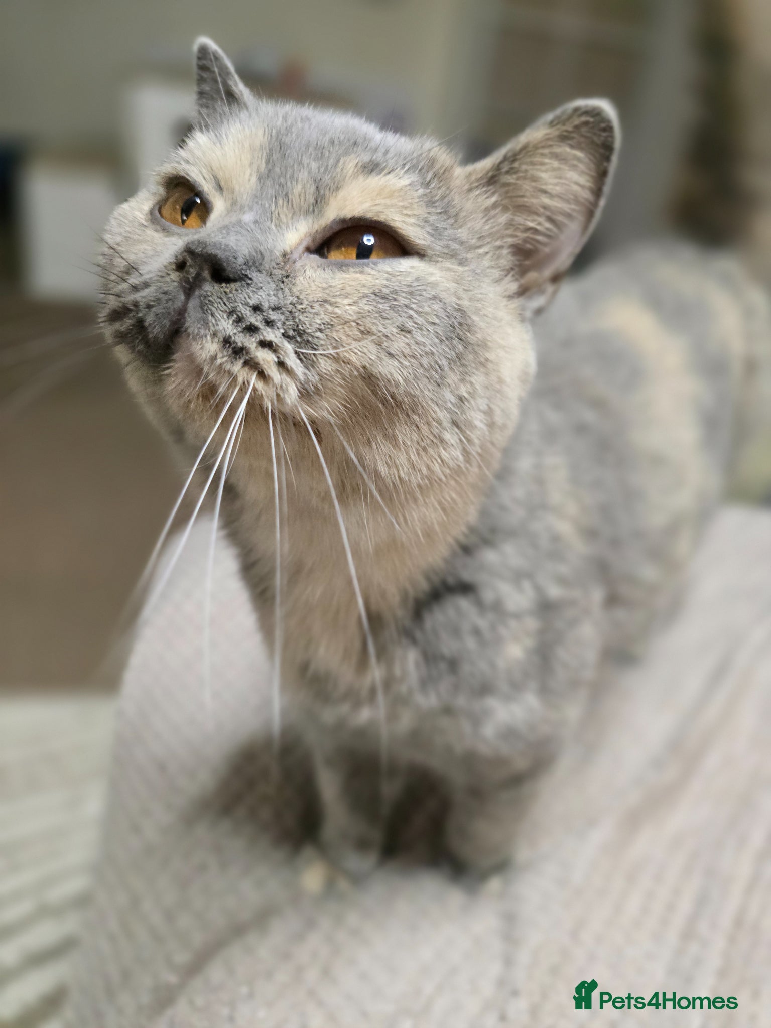 British Shorthair cats Blue and cream tortie retired queen - Advert 2