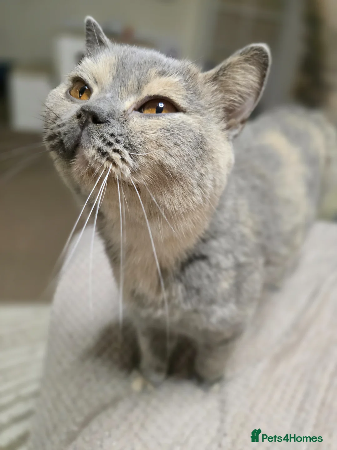 British Shorthair cats for sale: Blue and cream tortie retired queen - Advert 1