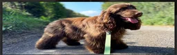 Cocker Spaniel dogs for sale: Exceptional KC Registered Show Cocker Spaniels - Advert 4