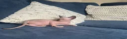 Sphynx cats for sale: READY TO LEAVE Canadian Sphynx kitten  - Advert 7