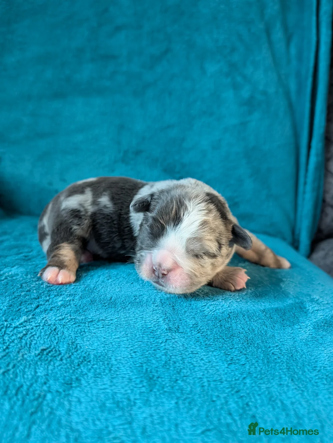 Olde English Bulldogge dogs for sale: Quality Chunky Olde English bulldogge puppies - Advert 2