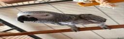 Parrots birds for sale: African grey parrot - Advert 5