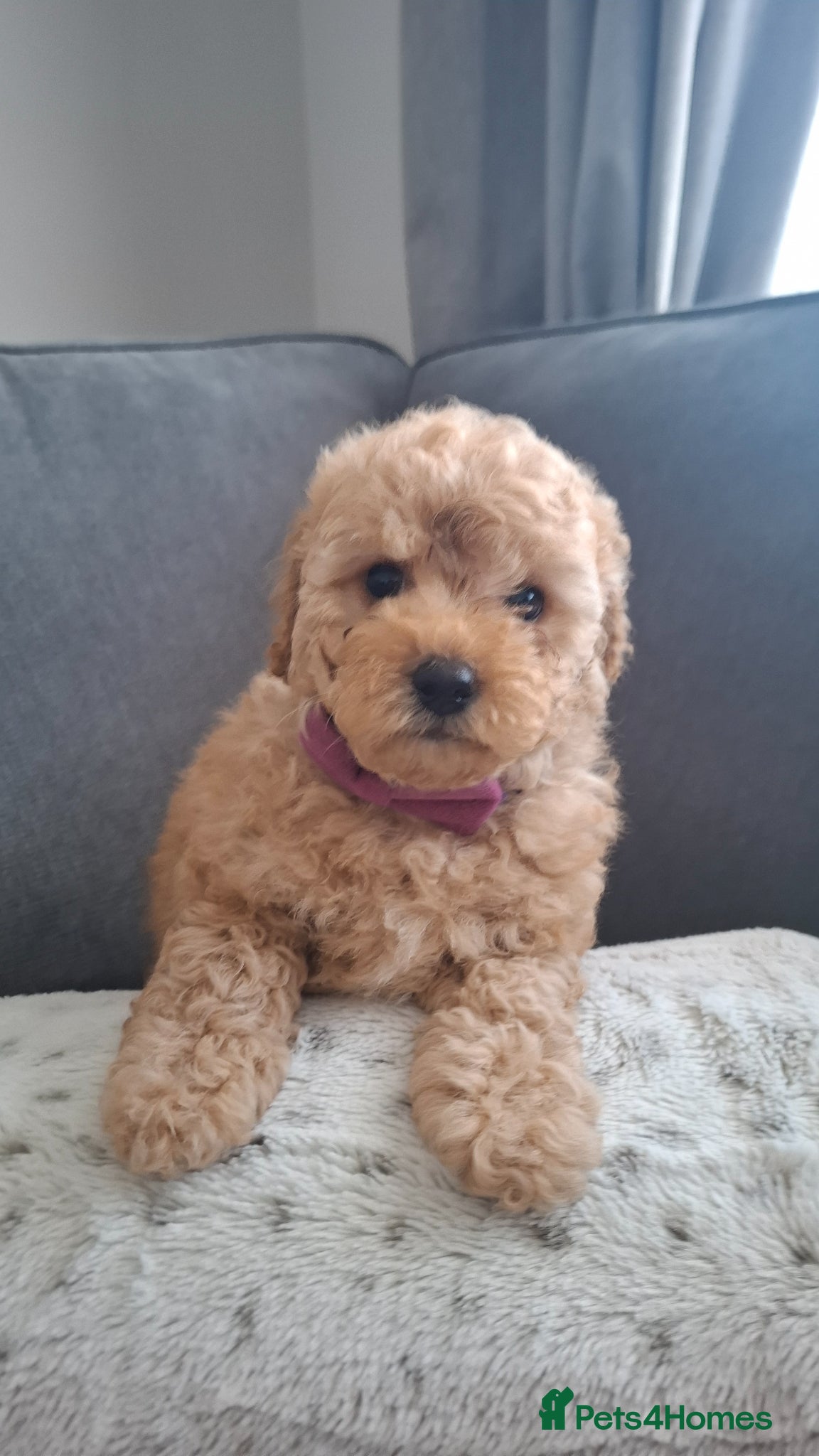 Maltipoo dogs Gorgeous apricot maltipoo  - Advert 1