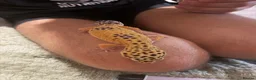 Leopard Gecko reptiles for sale: 2 female leopard geckos - Advert 2