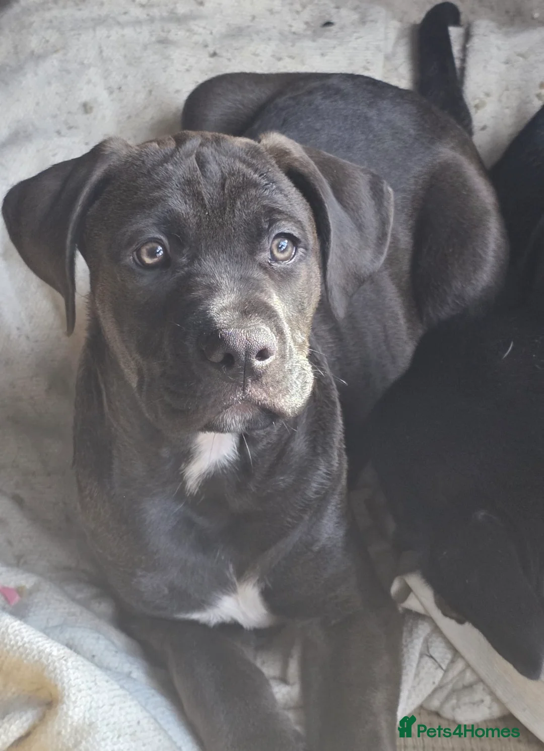 Mixed Breed dogs for sale: Puppies  - Advert 12