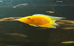 Other/Mixed Breed fish for sale: Large and medium Severums TROPICAL peaceful  - Image 4