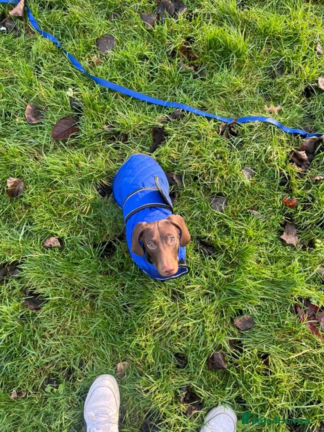 Dachshund dogs for sale: Scout (dachshund puppy)  - Image 3