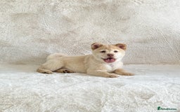 Chow Chow dogs for sale: Exotic colour chowsky puppies for sale  - Image 20