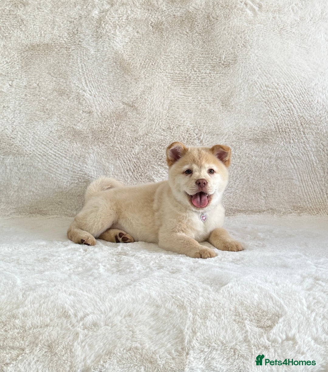 Chow Chow dogs for sale: Exotic colour chowsky puppies for sale  - Image 20