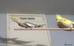 Cockatiels birds for sale: Tipi the cockatiel  - Image 5