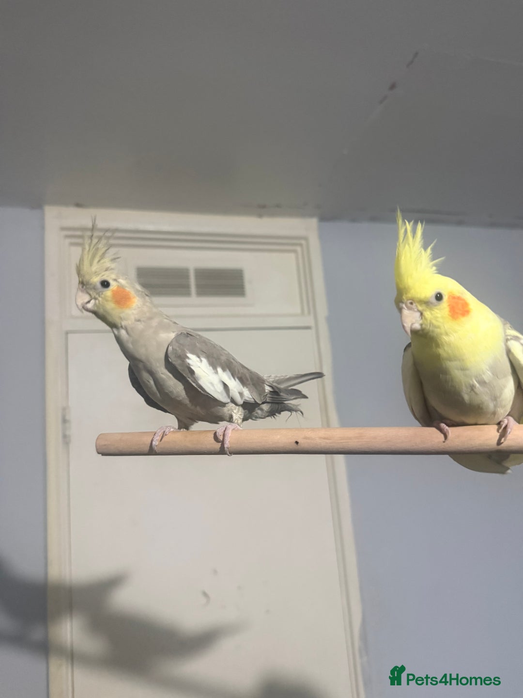 Cockatiels birds for sale: Tipi the cockatiel  - Image 5