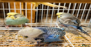 Budgerigars birds Various colour/ages budgies for sale  - Advert 5