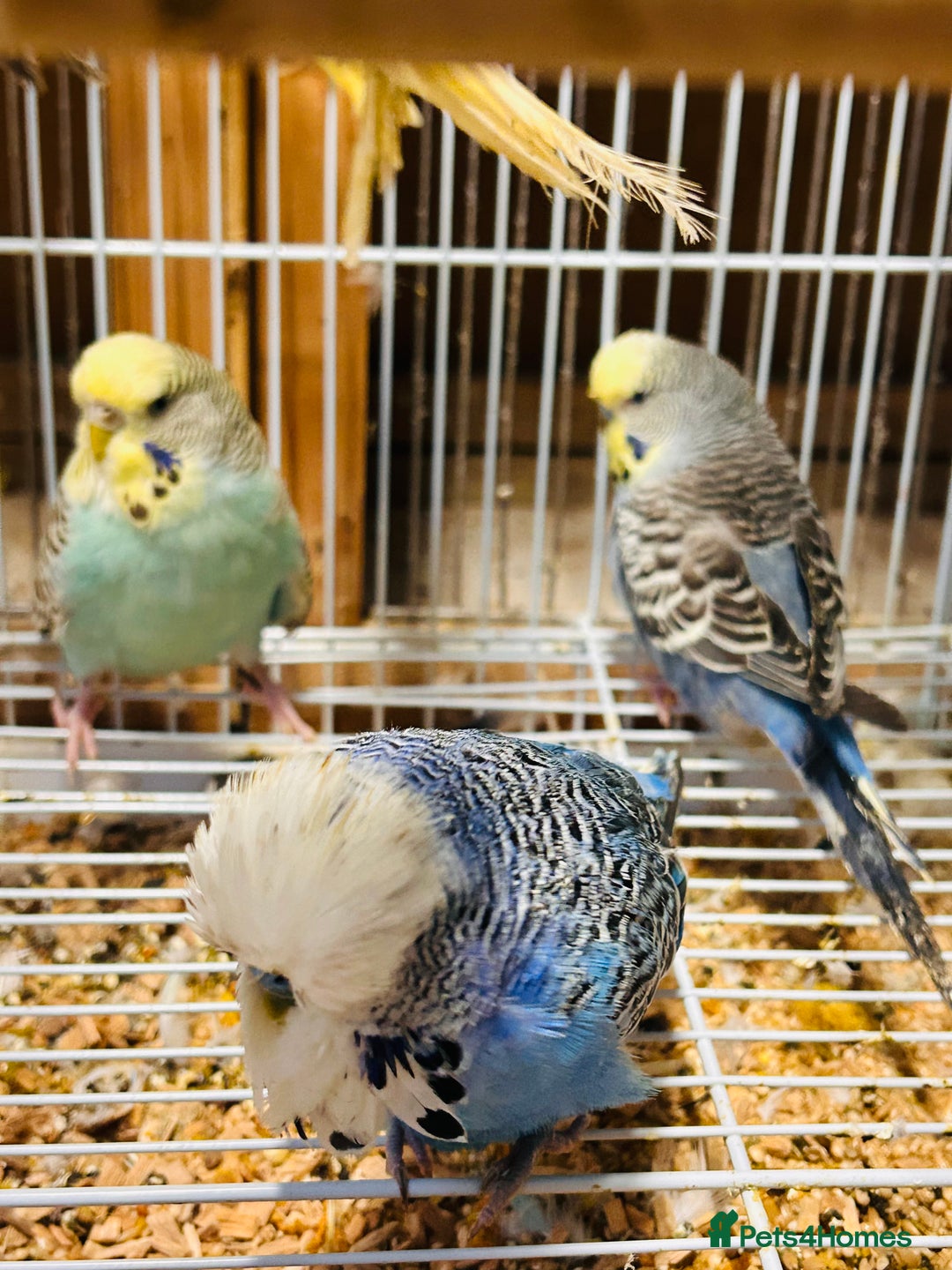 Budgerigars birds for sale: Various colour/ages budgies for sale  - Advert 2