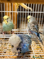 Budgerigars birds Various colour/ages budgies for sale - Advert 5