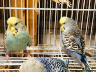 Budgerigars birds Various colour/ages budgies for sale - Advert 2