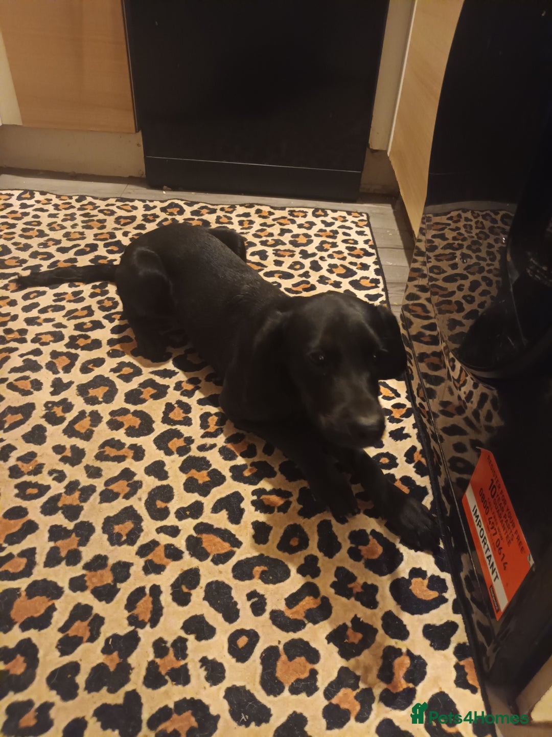 Cockerdor dogs for sale: Rehome  - Advert 1