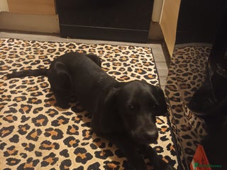 Cockerdor dogs Rehome - Advert 1