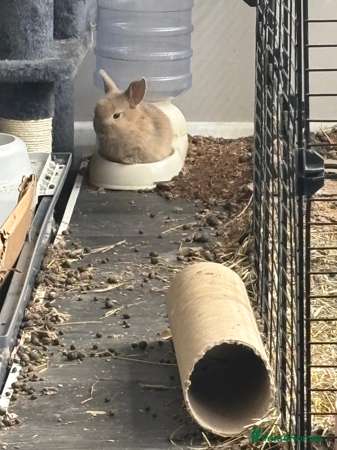 Mixed Breed rabbits for sale: Baby rabbits for sale in Bridgend - Advert 8