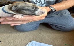 Lurcher dogs for sale: Litter of fabulous Lurchers - Image 20