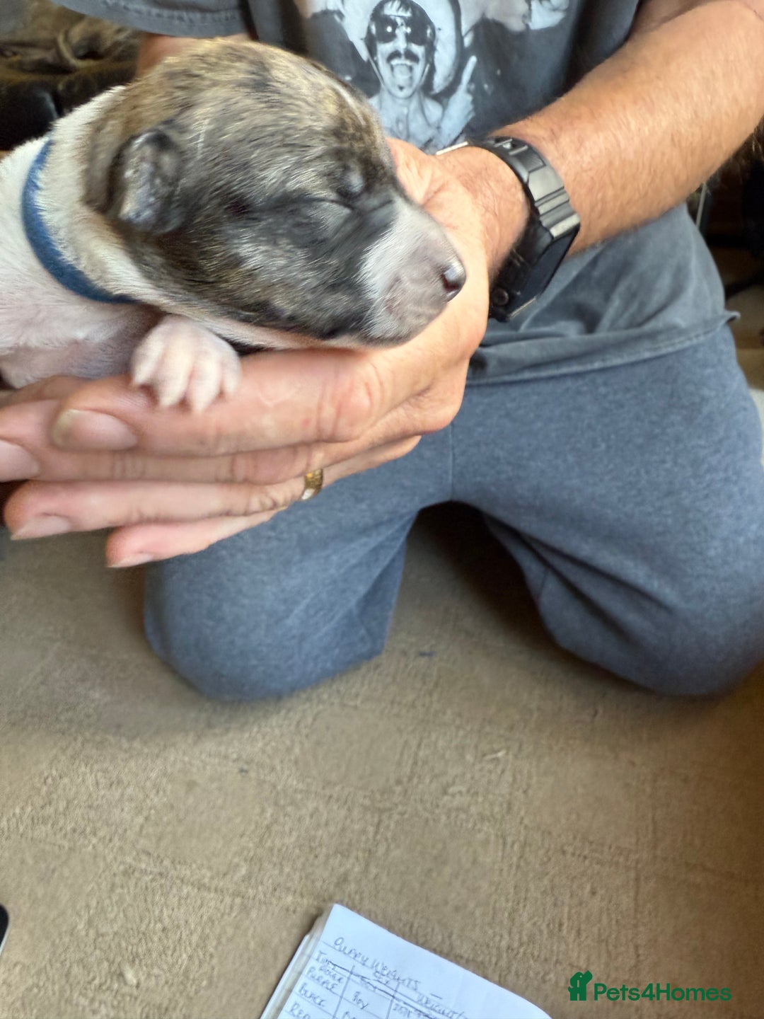 Lurcher dogs for sale: Litter of fabulous Lurchers - Image 20