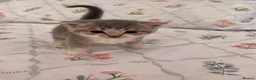 Scottish Fold cats for sale: beautiful scottish fold kittens 💕🧸 - Advert 18