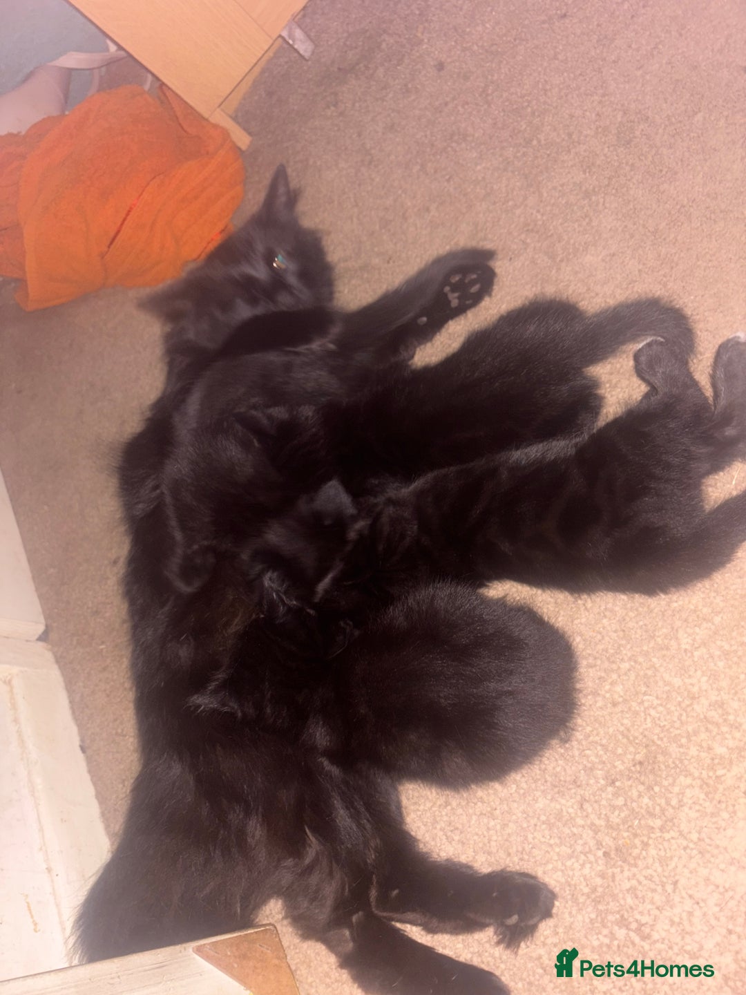 Mixed Breed cats for sale: Fluffy black kittens ready now  - Image 3