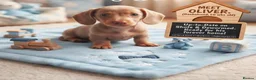 Dachshund dogs for sale: Dachshund  - Advert 3