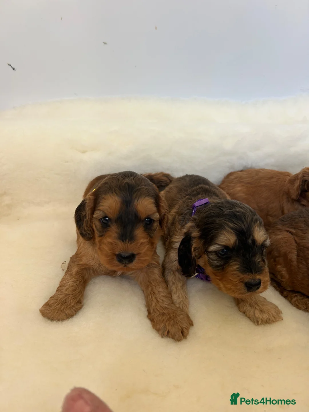 Cockapoo dogs for sale: Two stunning girls available  - Advert 5
