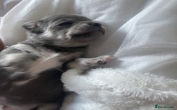 Chihuahua dogs for sale: Purebred chihuahua puppies - Image 3