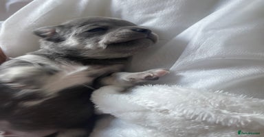 Chihuahua dogs - Advert 2
