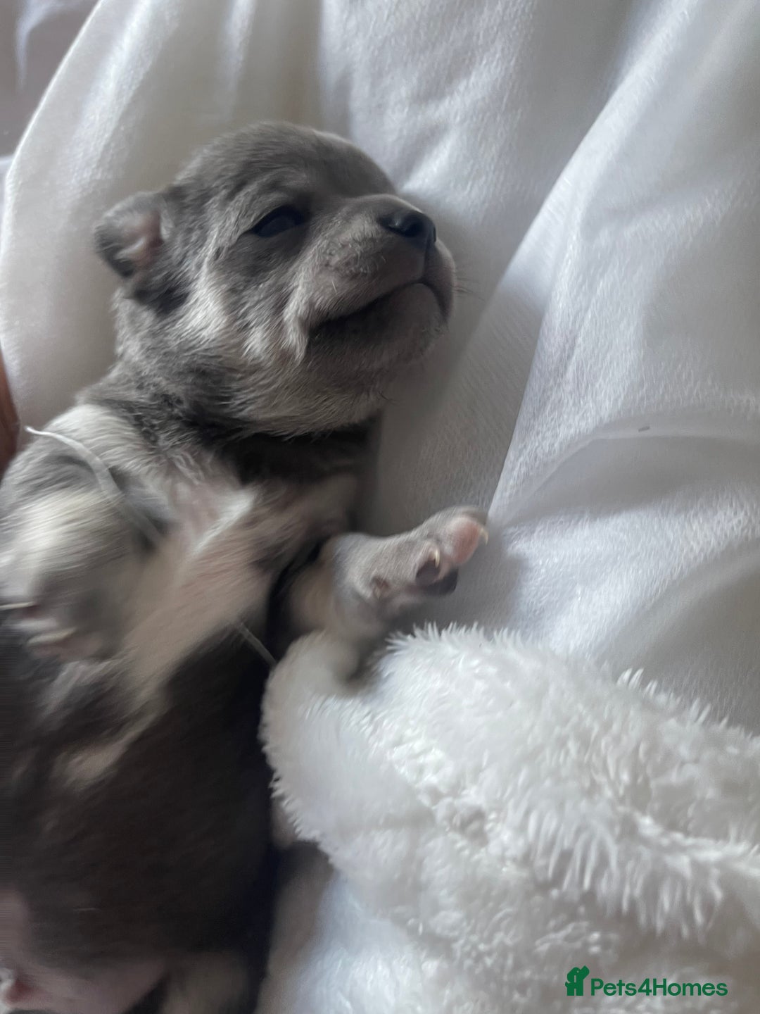 Chihuahua dogs for sale: Purebred chihuahua puppies - Image 3