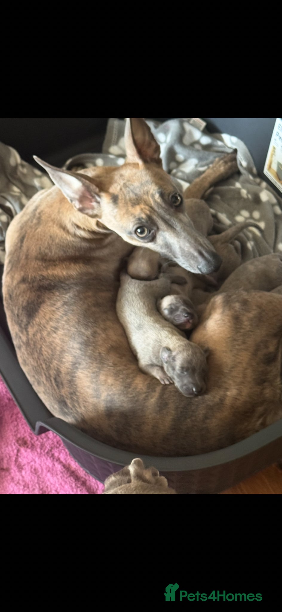 Whippet dogs for sale: 6 beautiful, healthy whippet x bedlington puppy’s  - Advert 1