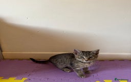 Domestic Shorthair cats for sale: 5 Kittens Looking For A Good Home - Image 4