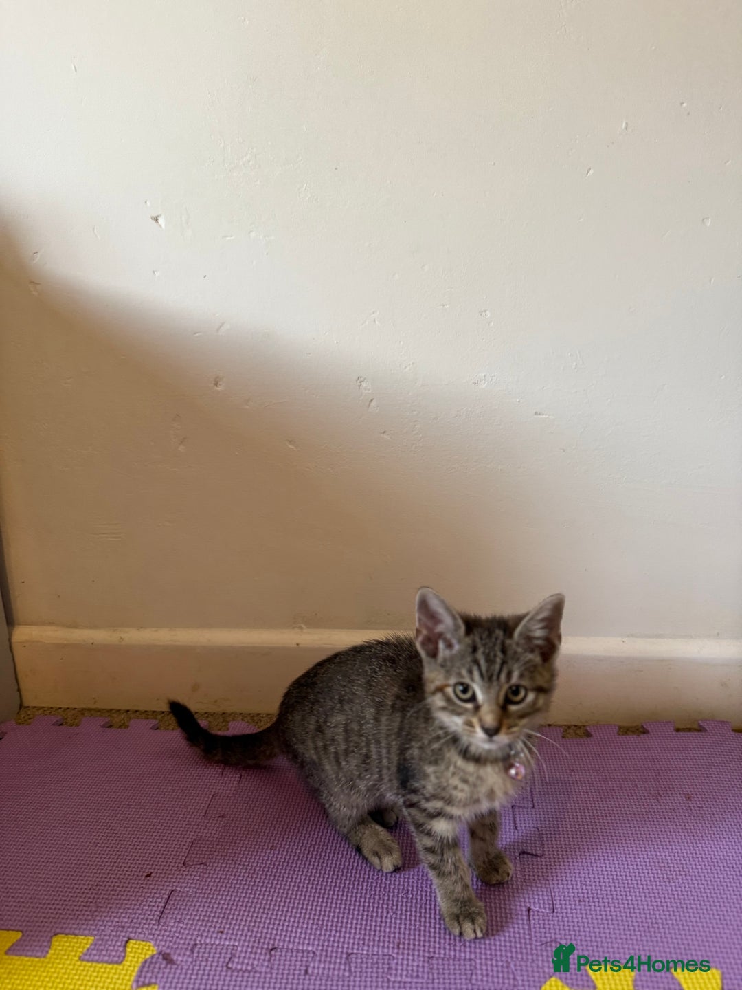 Domestic Shorthair cats for sale: 5 Kittens Looking For A Good Home - Image 4
