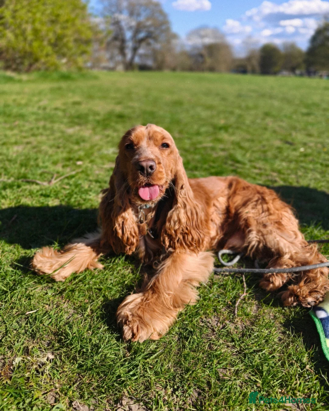 Cocker Spaniel dogs for sale: Two Cocker spaniel dogs. Girl and Boy - Advert 6