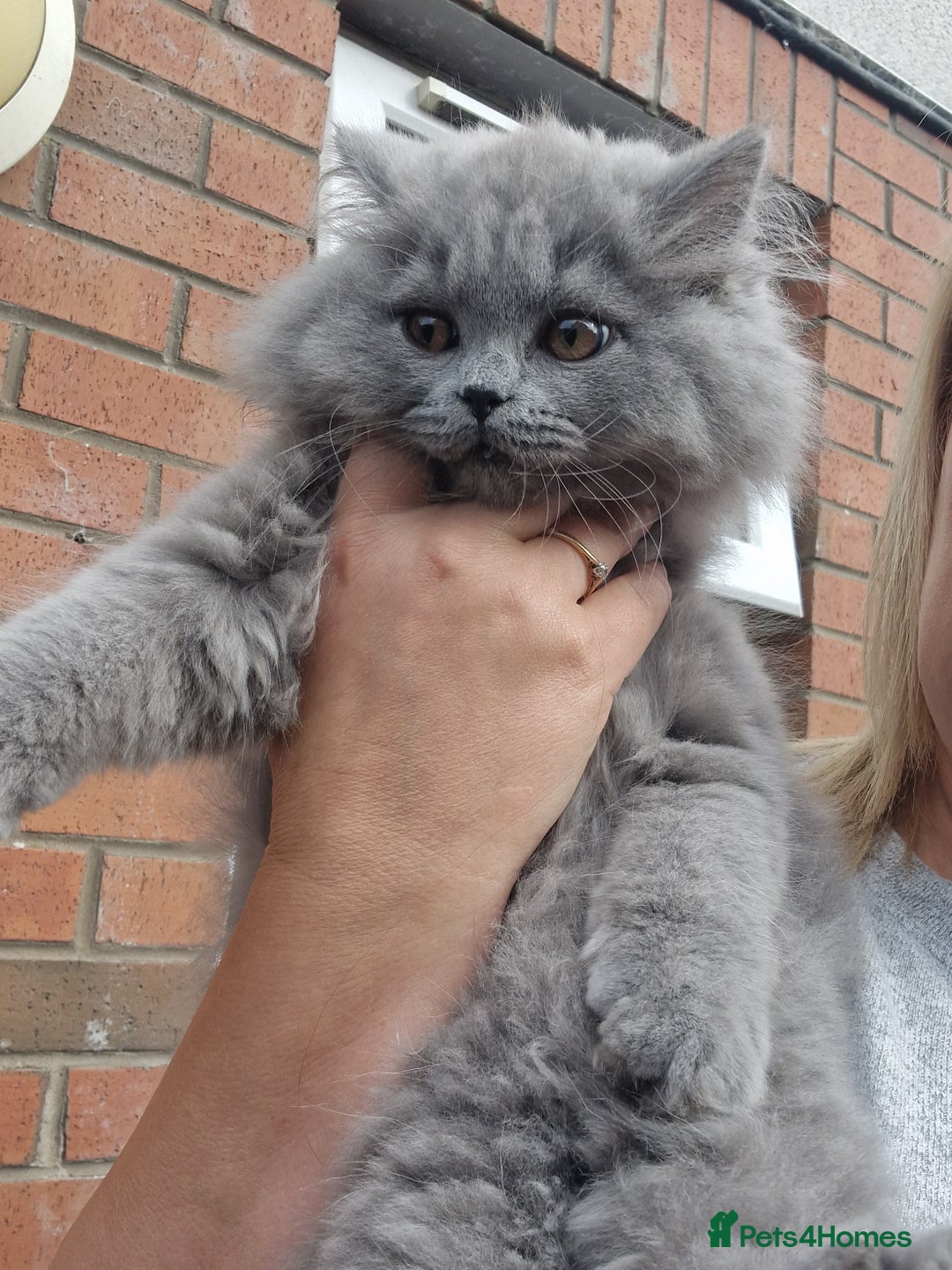British Longhair cats for sale: british longhair boys - Image 10