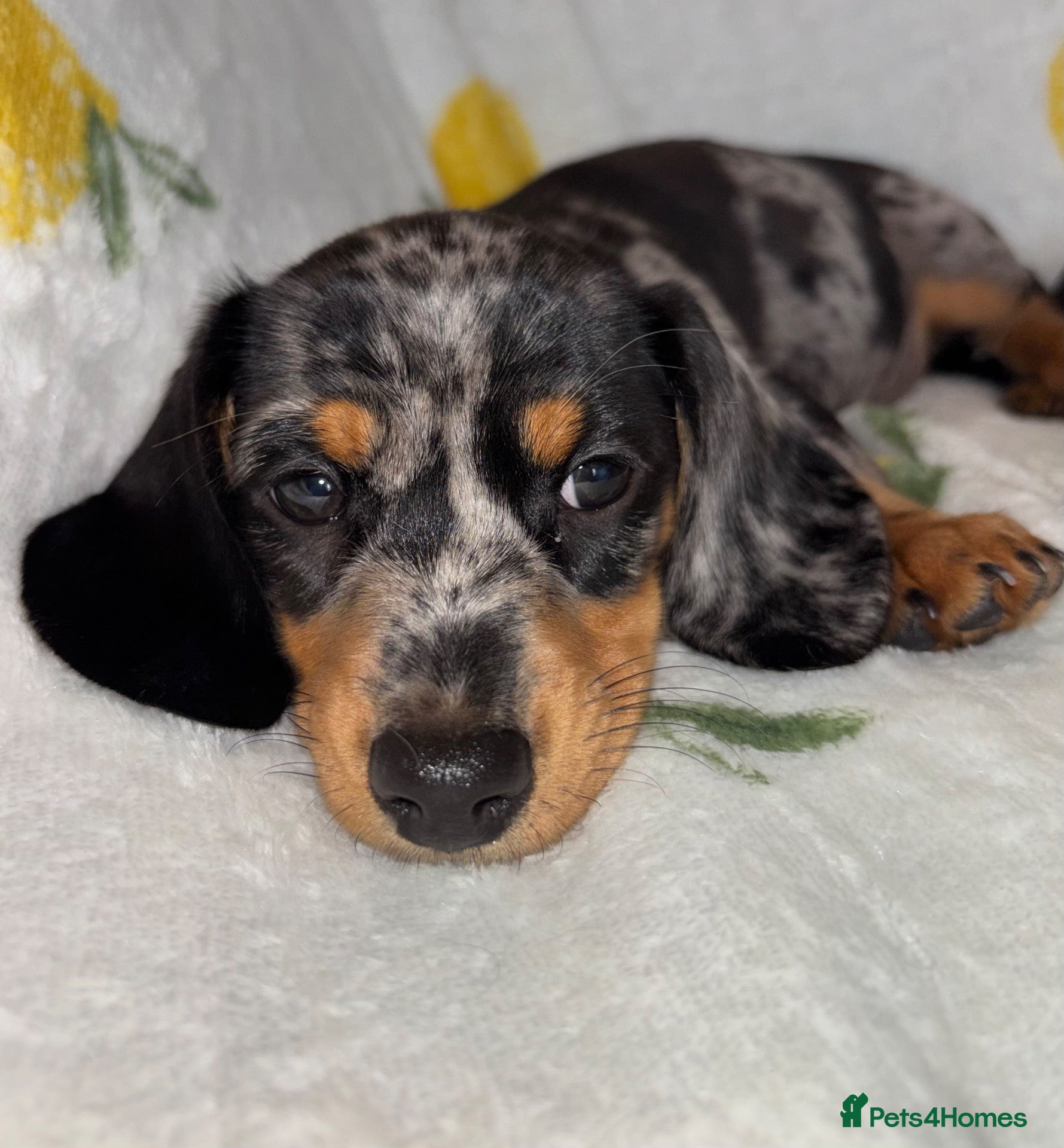 Miniature Dachshund dogs Miniature smooth coated Dacshund’s  - Advert 1