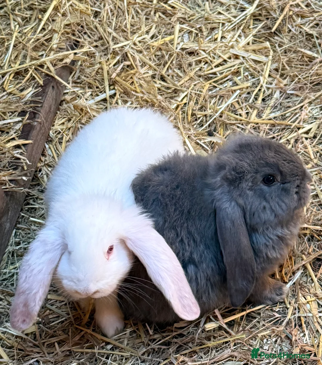 French Lop rabbits for sale: Pure bred French lops - Advert 3